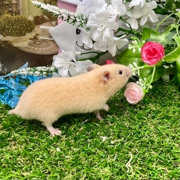 元気に成長中！💪🏻🐹💪🏻2025年4月30日撮影📸