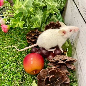 探検しています🔭🐁🍎2025年4月30日撮影📸
