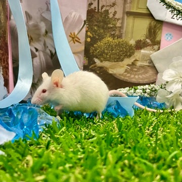 綺麗なお目目のハツカネズミさんです🐁❤️🫧2025年4月30日撮影📸