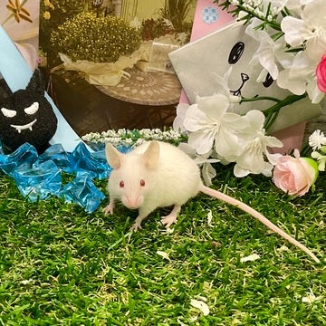 みなさまのご来店をスタッフ一同お待ちしております🫰🏻🫰🏻🐁🫰🏻🫰🏻