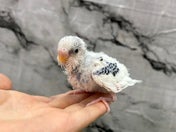 セキセイインコ ヒナ