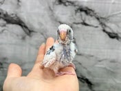 セキセイインコ ヒナ