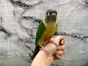 ワキコガネイロウロコインコ ヒナ