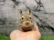デグー (色変わり)