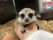 ミーアキャット