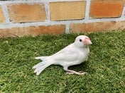 4/16撮影。