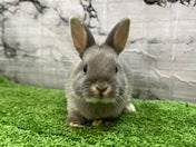 ネザーランドドワーフラビット