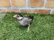 ブンチョウ ヒナ (サクラ)