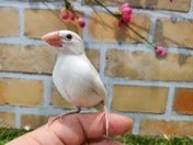 コミュニケーションバード