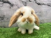 アンゴラロップイヤーラビット