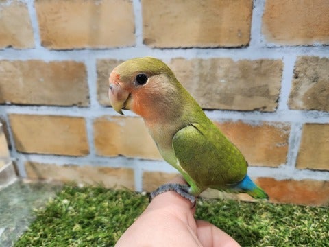 4/22撮影。