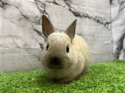 ネザーランドドワーフラビット
