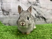 ネザーランドドワーフラビット