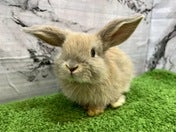ロップイヤーラビット