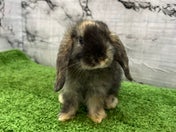 ウサギ系その他