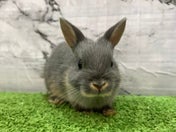 ネザーランドドワーフラビット