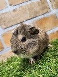 巻き毛モルモット