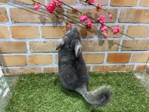 4/16撮影