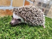 ピグミーヘッジホッグ (ノーマル)