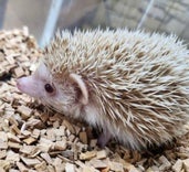 ピグミーヘッジホッグ (シナモン)