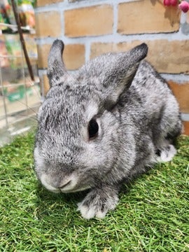 4/9撮影。身体は大きいですが甘えん坊です💕