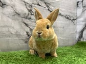 ミニレッキスラビット