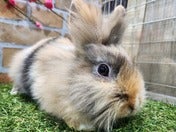 アンゴララビット