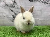 ネザーランドドワーフラビット