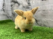 ロップイヤーラビット