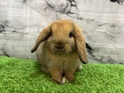 ウサギ系その他
