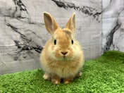 ミニウサギ