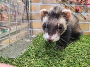 フェレット系その他