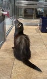 マーシャルフェレット