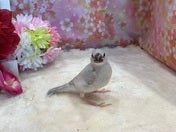 ブンチョウ ヒナ (シルバー)