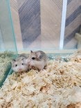 ロボロフスキーハムスター