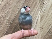 ブンチョウ (サクラ)
