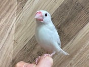 ブンチョウ (シロ)