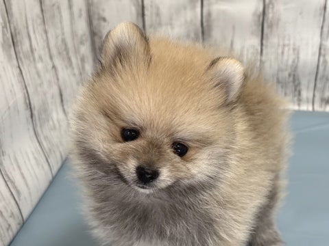 5/1 撮影💗　もふもふふわふわのたぬきさん？💖
