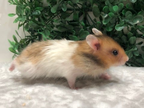 てくてくてくてく