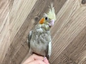 オカメインコ ヒナ (シナモン)