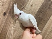 オカメインコ ヒナ (色変わり)