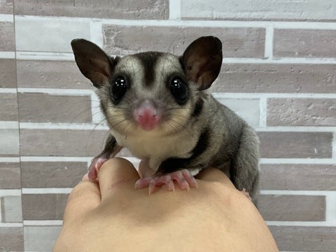 いい子に写真撮らせてくれました⭐️