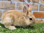ミニウサギ