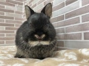 ネザーランドドワーフラビット