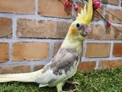 オカメインコ ヒナ (色変わり)