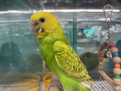 キリッ✨