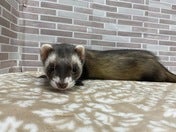 マーシャルフェレット
