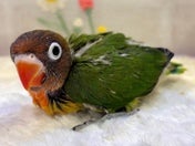 ルリコシボタンインコ ヒナ