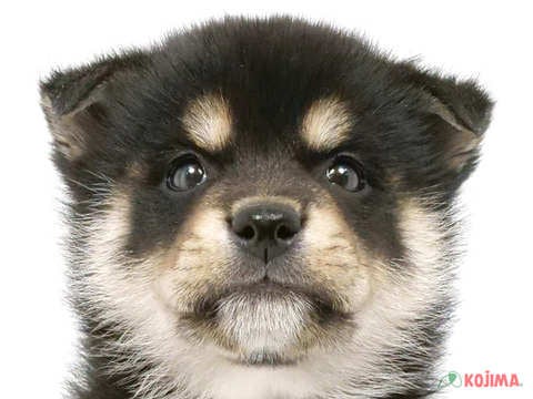 東京都の柴犬(標準サイズ) (コジマ府中店/2025年1月19日生まれ/男の子/黒)の子犬