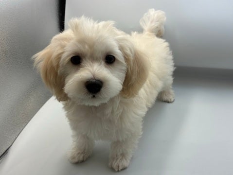 2025/05/02  まん丸コロコロがたまらない甘えん坊💕